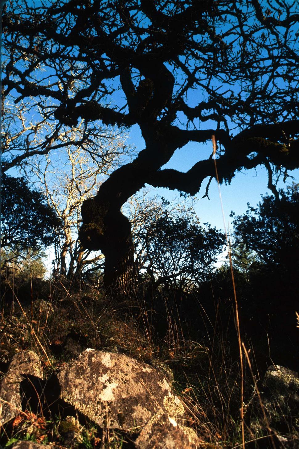 Free Image of Silhouette of twisted tree on a hill 