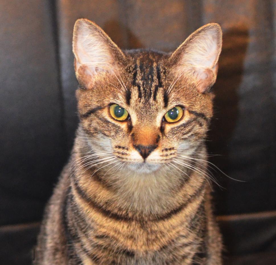 Free Image of Minnie The Cat  