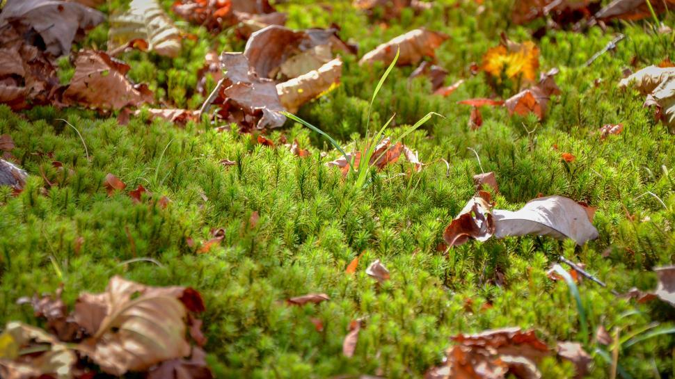 Free Image of Forest Pine Background 