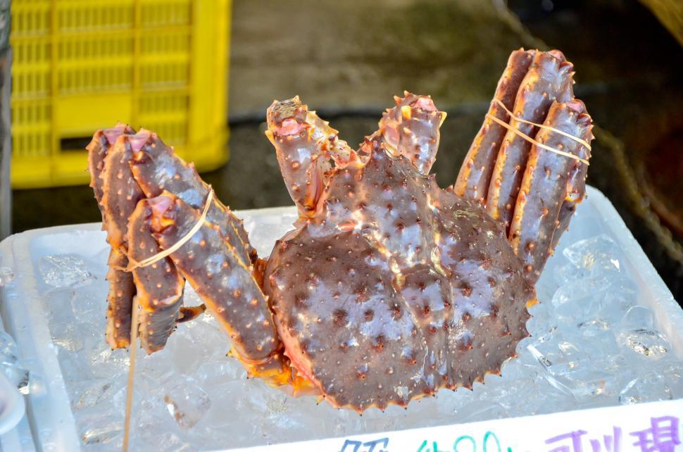 Free Image of Fresh Single Crab at Market  