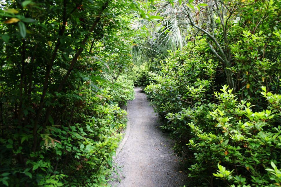 Free Image of Path Winding Through Lush Green Forest 
