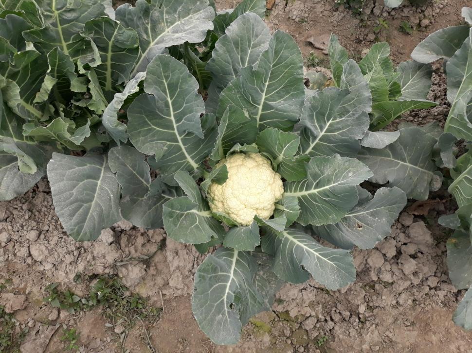Free Image of Cauliflower Ripening 