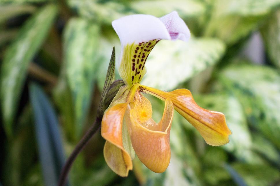 Free Image of Beautiful Lady Slipper Orchid Flower with Green Background 
