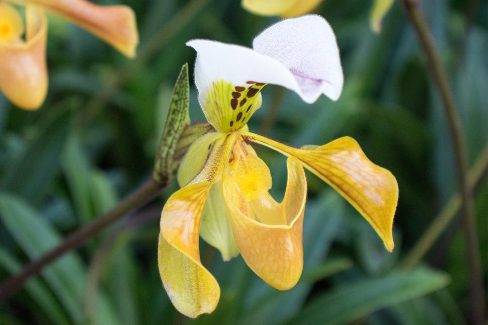 Free Image of Yellow Lady Slipper Orchid Flower Blurred Background 