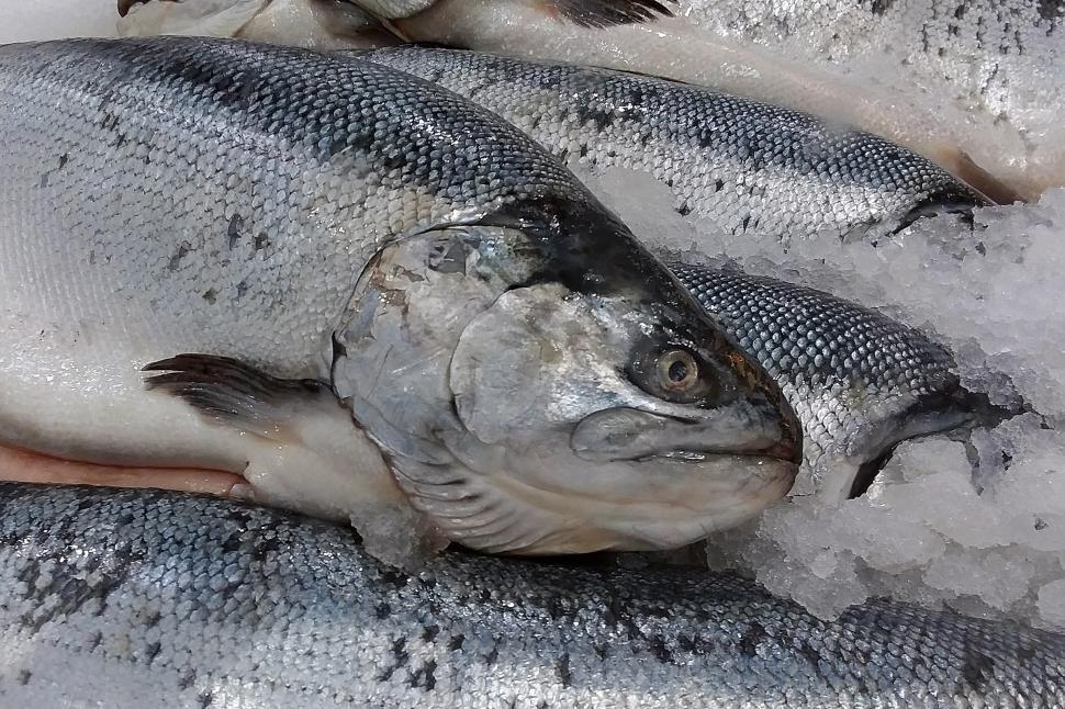 Free Image of Salmon on Ice 