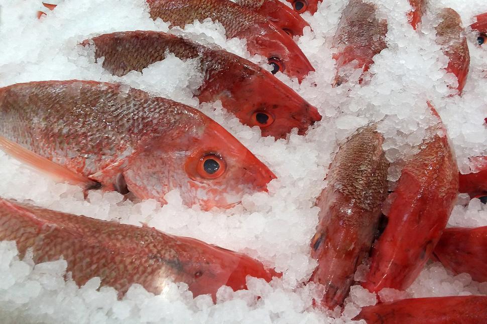 Free Image of Fresh Red Snappers on Ice 