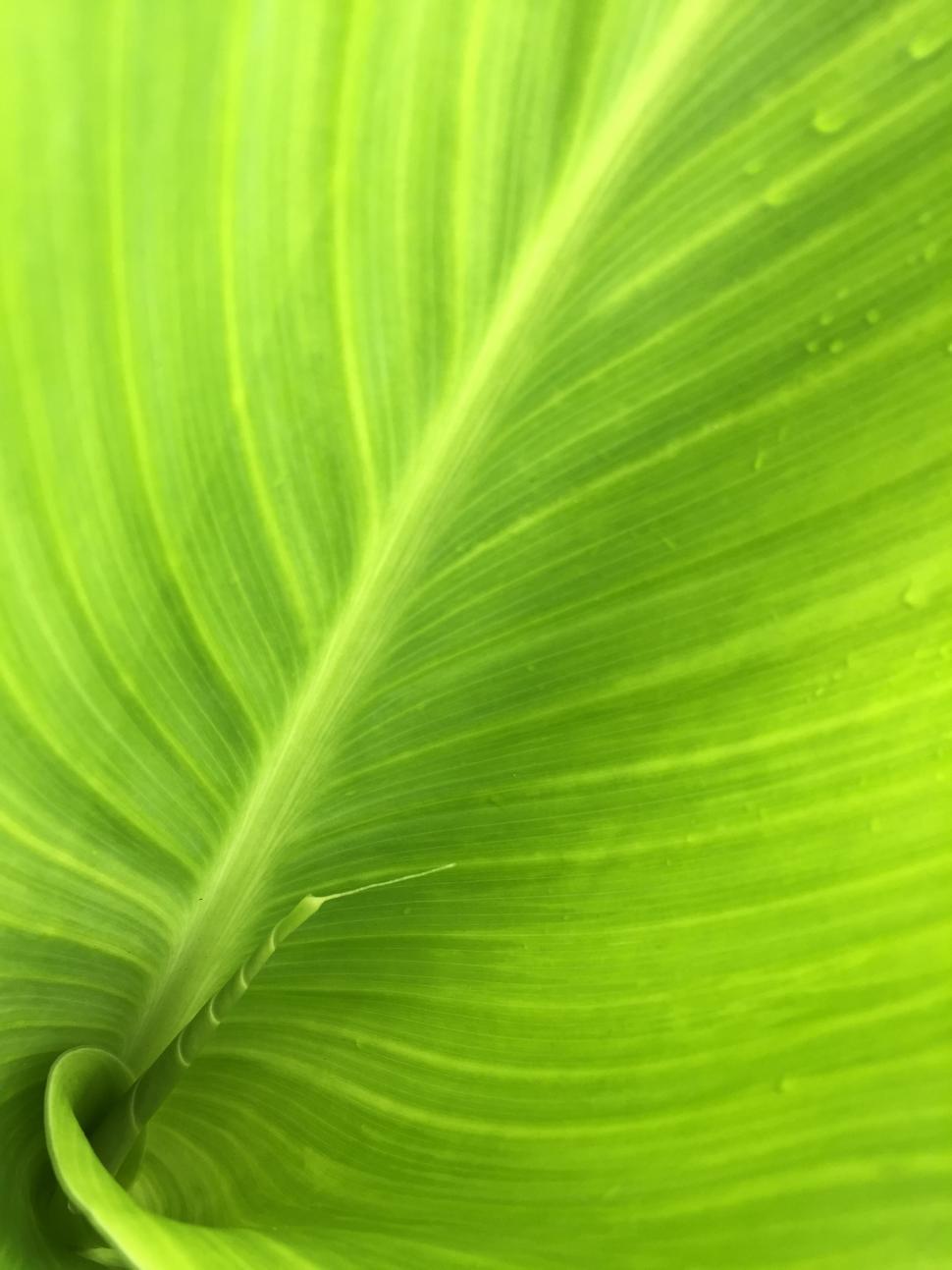 Free Image of Green leaf with veins  