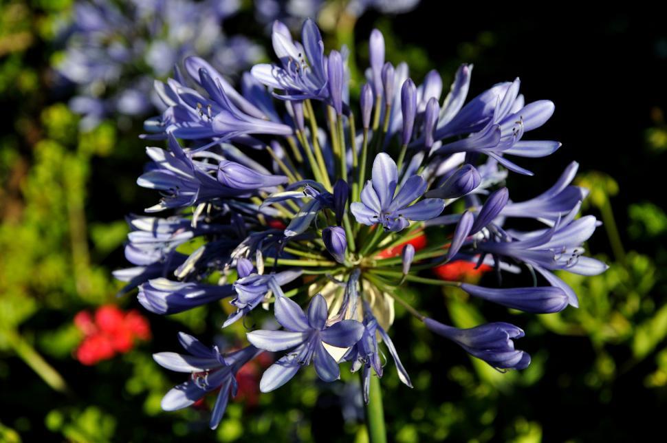 Free Image of The Flower 