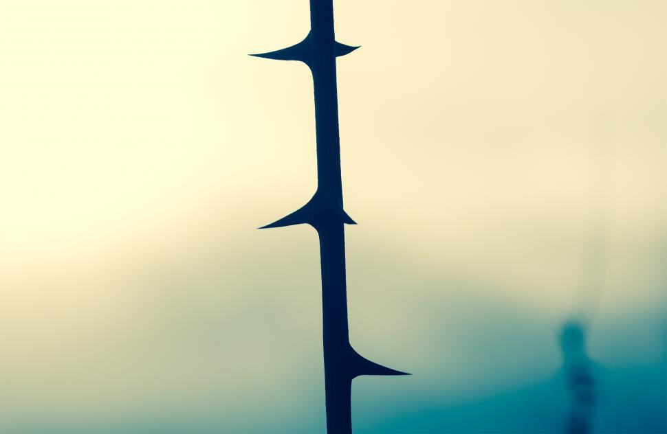 Free Image of Thorn Close Up  