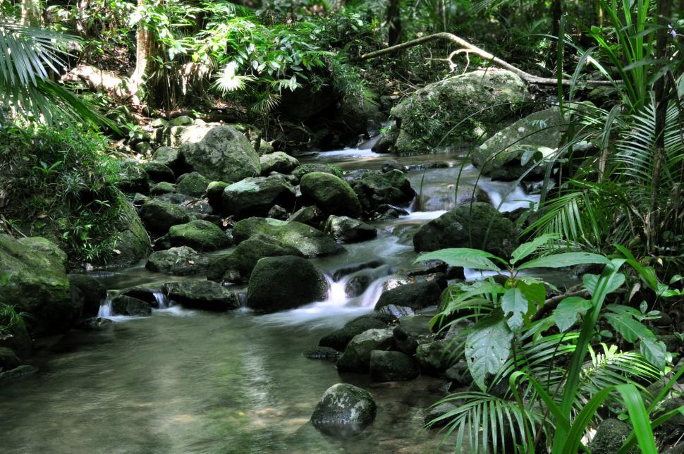 Free Image of Rainforest stream 
