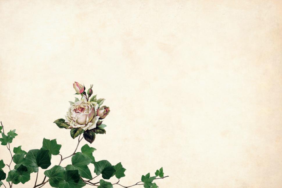 Free Image of Flower Background - Green plant and flower 