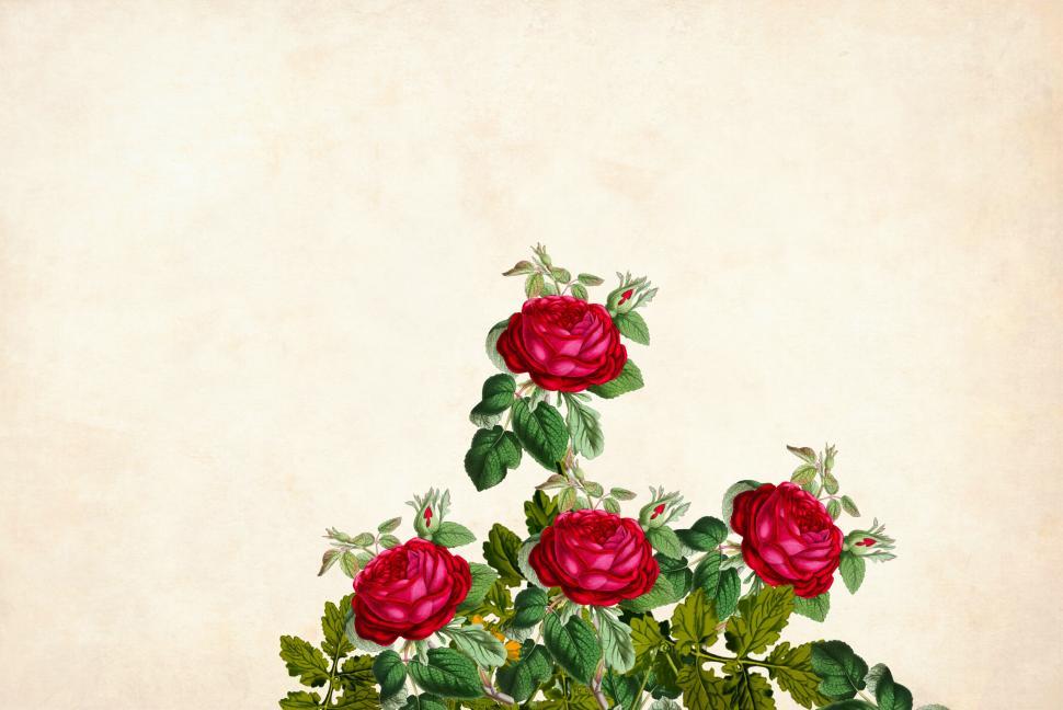 Free Image of flower Background - Four Roses 