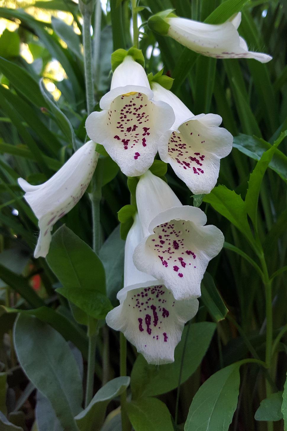 Free Image of Common Fox Gloves White Blooms 