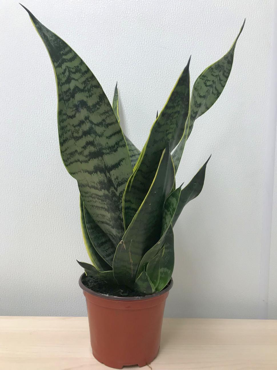 Free Image of Snake Plant  