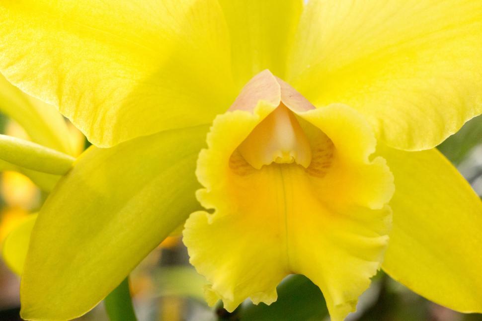 Free Image of Yellow Flower Cattleya Orchid 