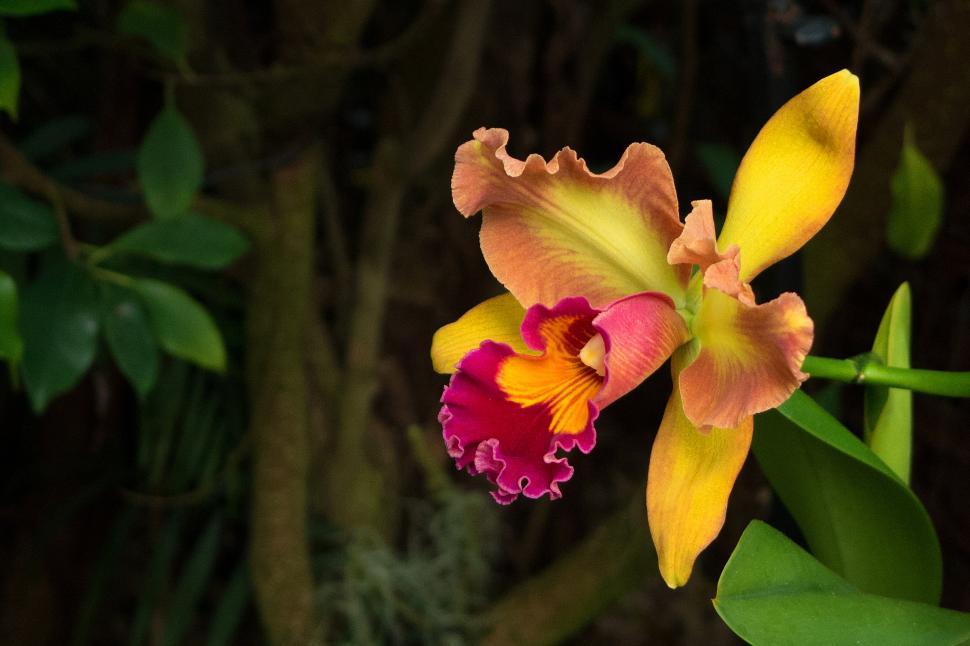 Free Image of Yellow Red Flower Cattleya Orchid 