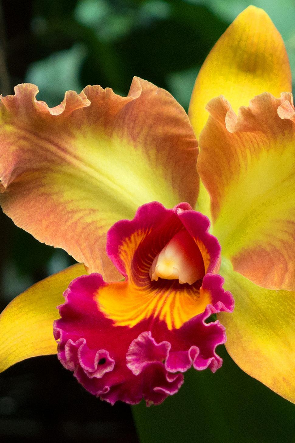 Free Image of Yellow Red Flower Cattleya Orchid Bloom 