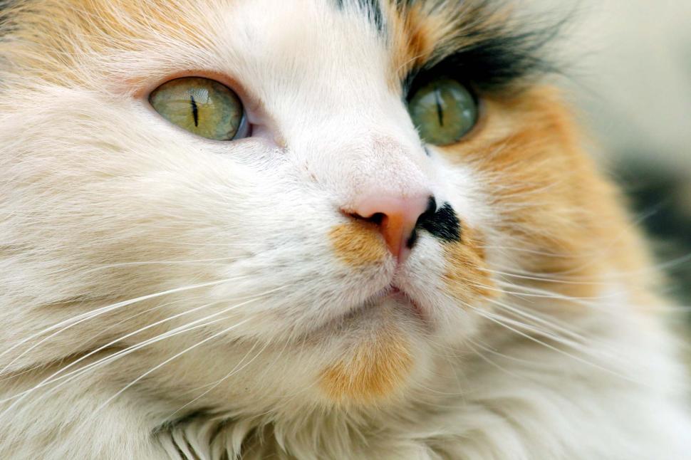 Free Image of Pet Cat - Calico 