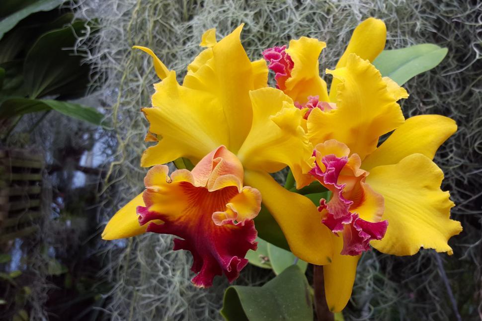 Free Image of Yellow Flowers Cattleya Orchids 