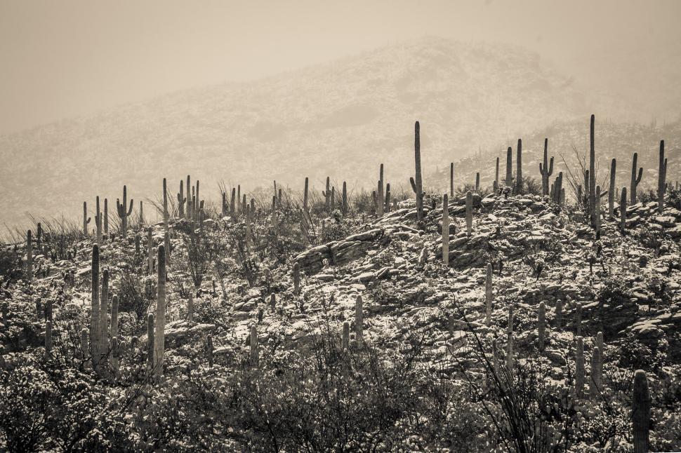 Free Image of Snow in the Desert - Warm Toned 