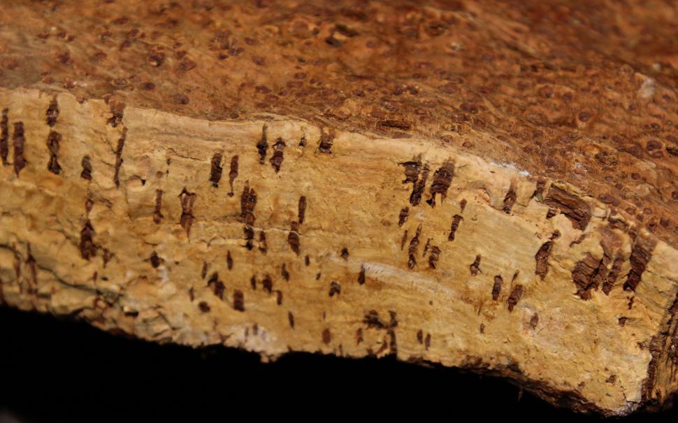 Free Image of Bark - Cork - Cork Oak Bark 