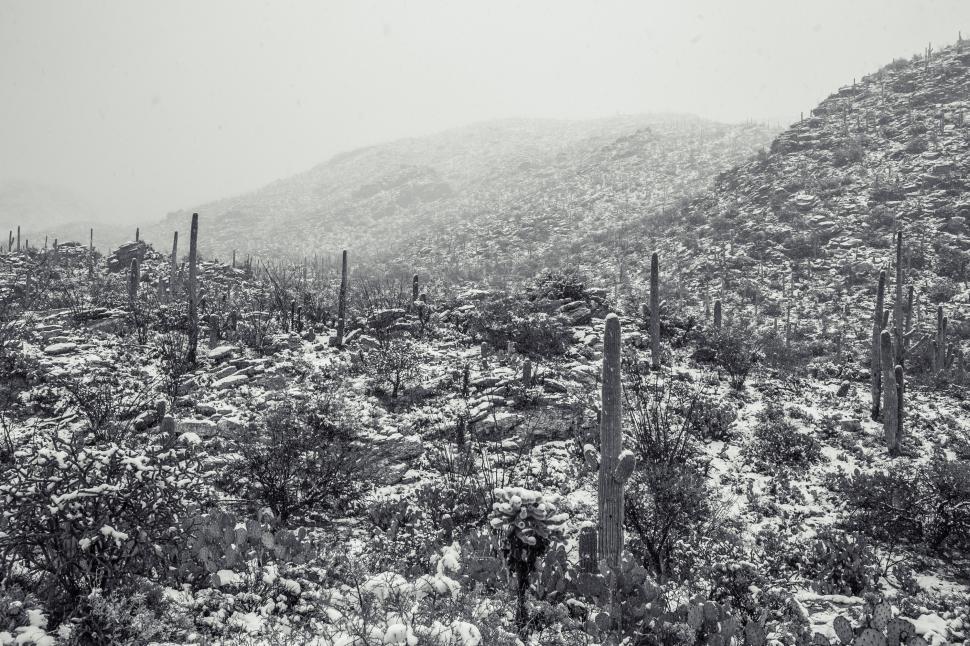 Free Image of Saguaro National Park Snowfall 