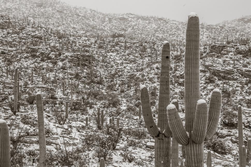 Free Image of Cactus with Snowy Rolling Hills 
