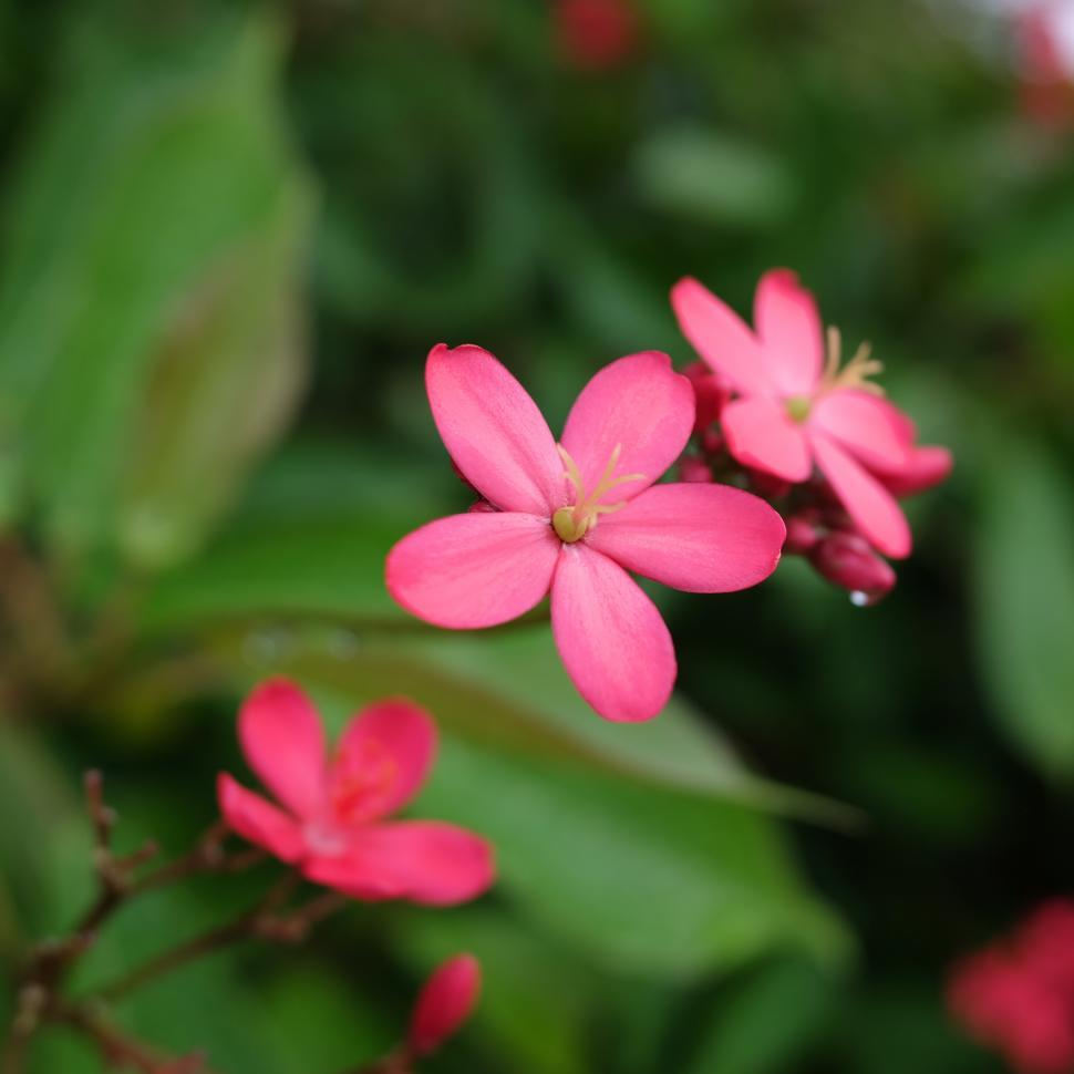 Free Image of A little red flower  