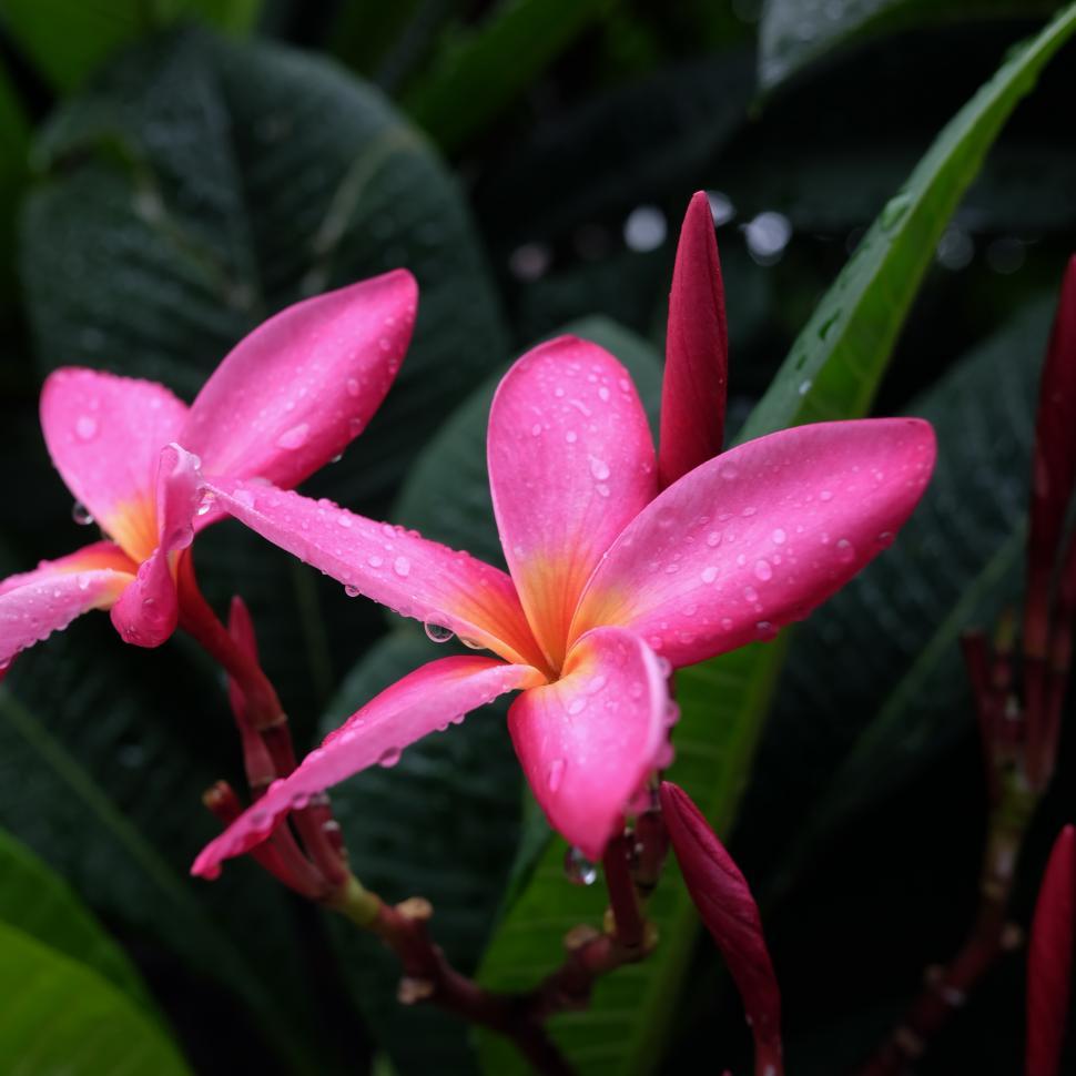 Free Image of Plumeria  