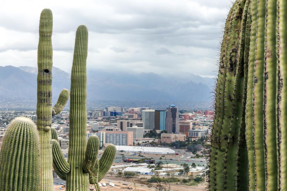 Free Image of Saguaros and Tucson Downtown 