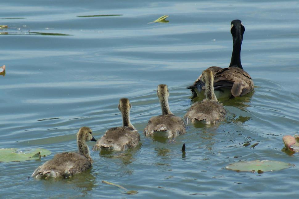 Free Image of Follow Mother 