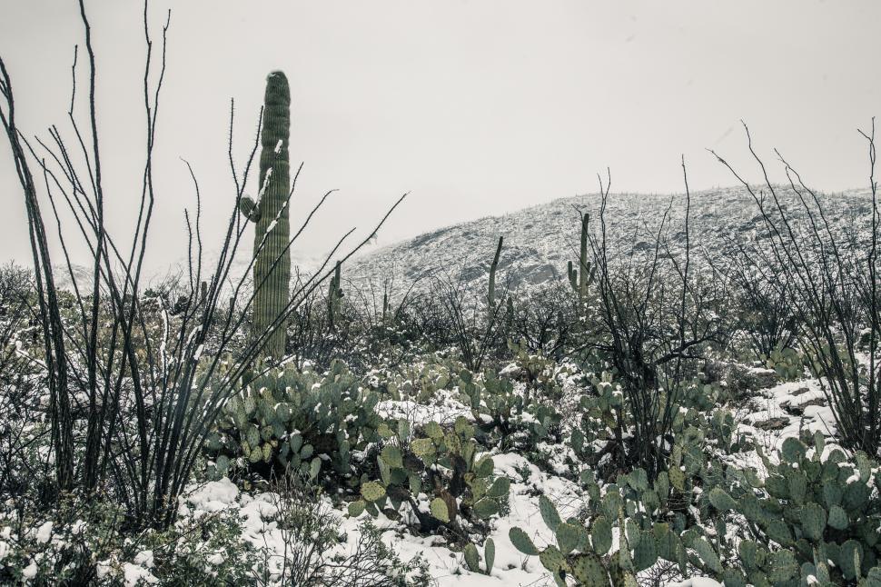Free Image of Cactus in the Desert with Snow 