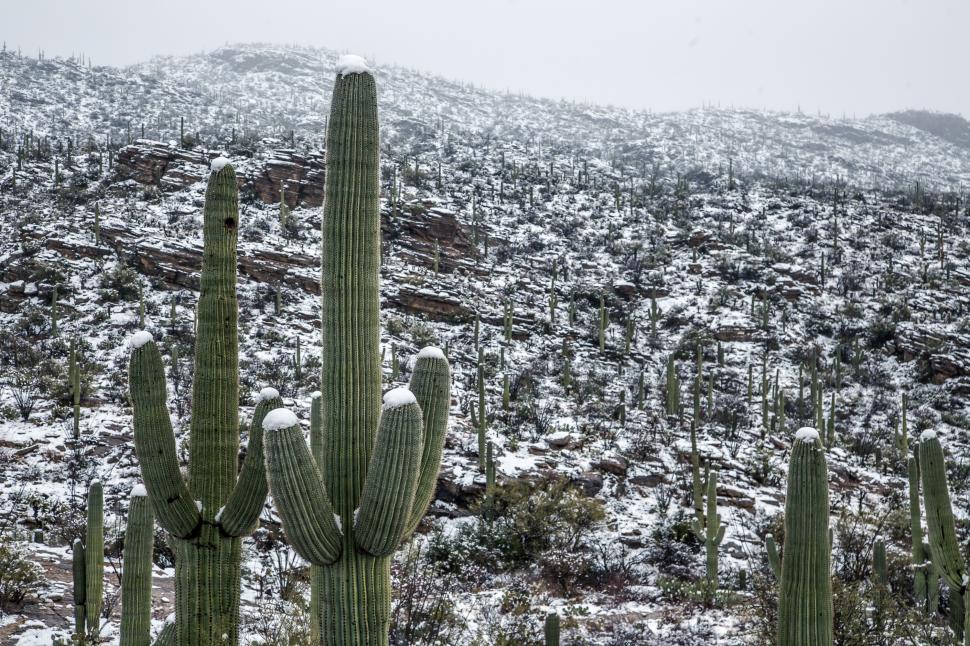 Free Image of Snow Topped Saguaro Cactus 