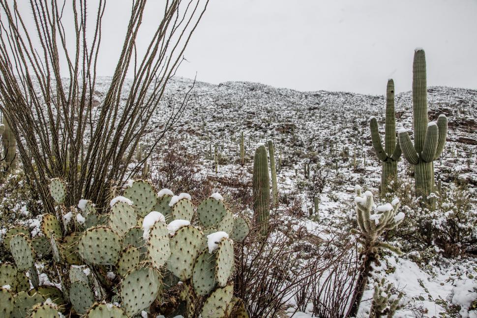 Free Image of Cactus Pads in Snow 