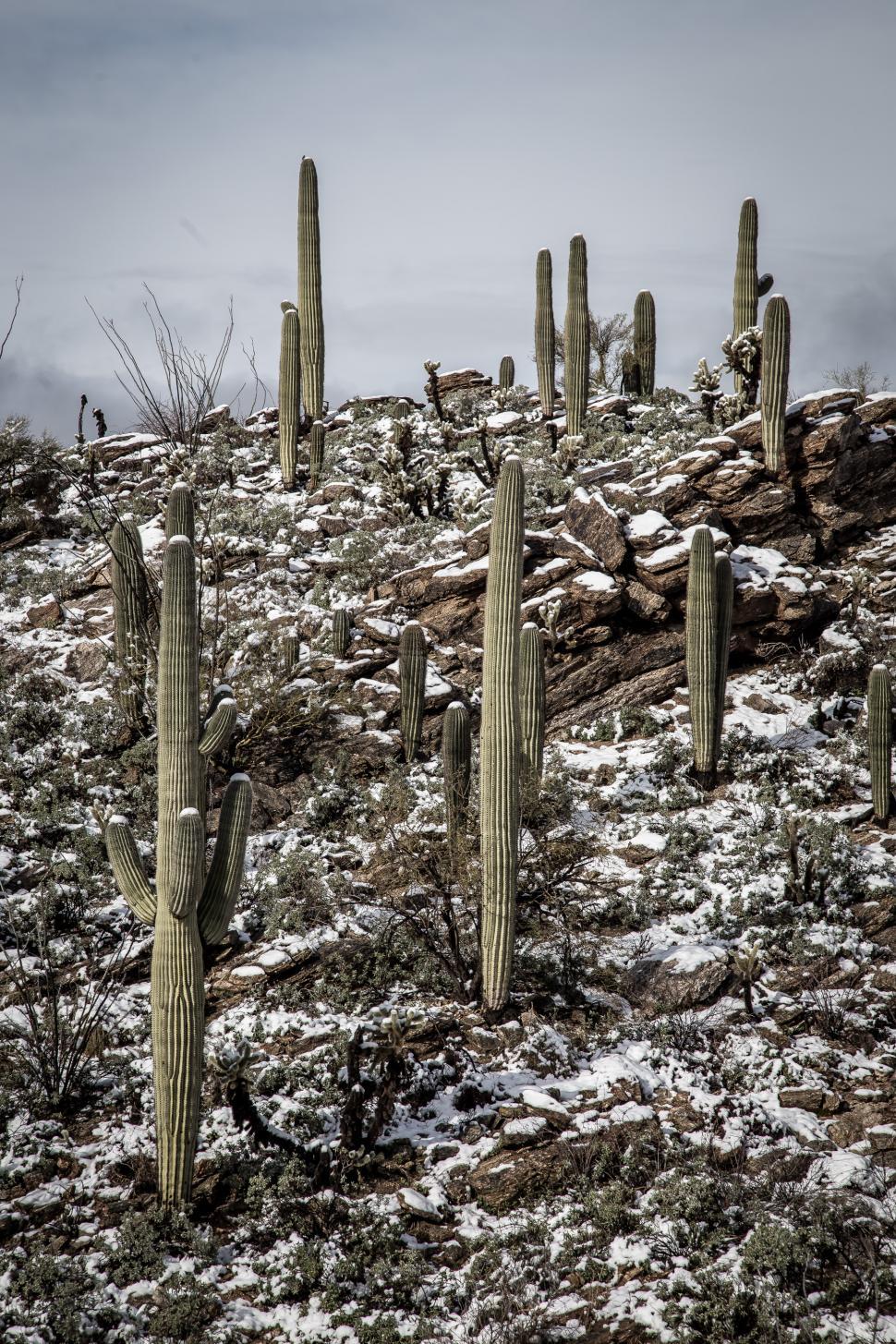 Free Image of Cactus and Rocks in the Desert After Snow 
