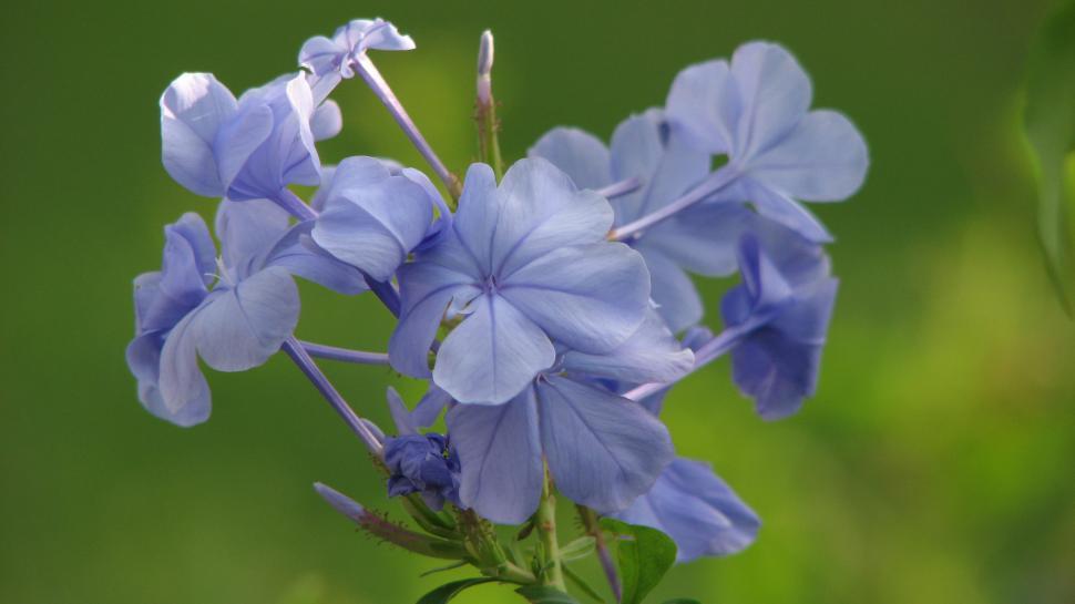 Free Image of Plumbago 