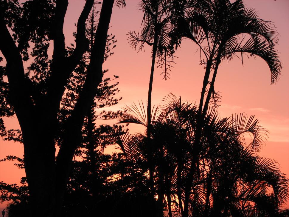 Free Image of Tropical Dawn 