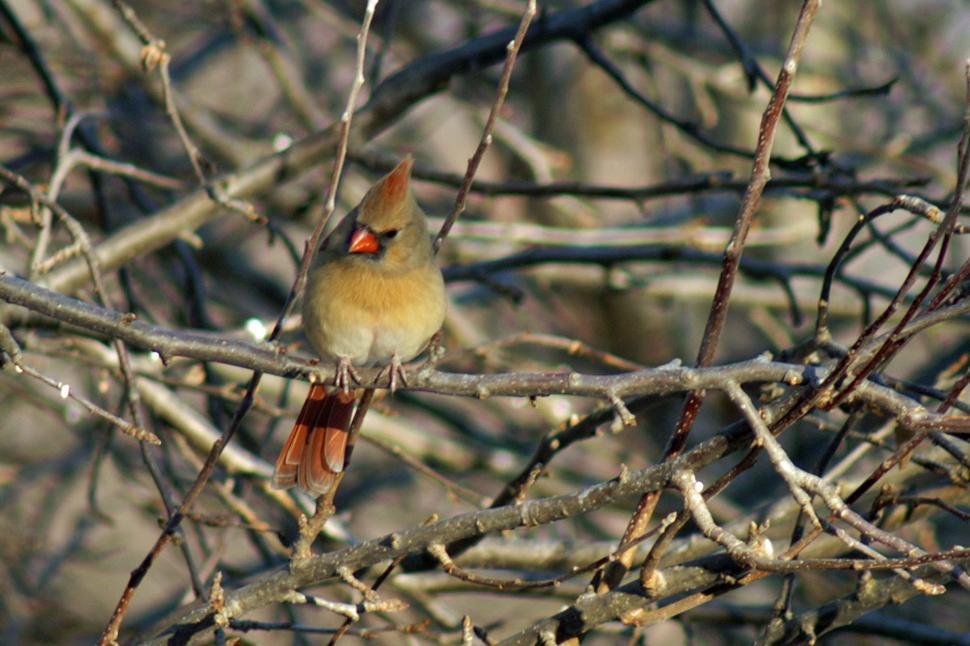 Free Image of CardinalFemale 
