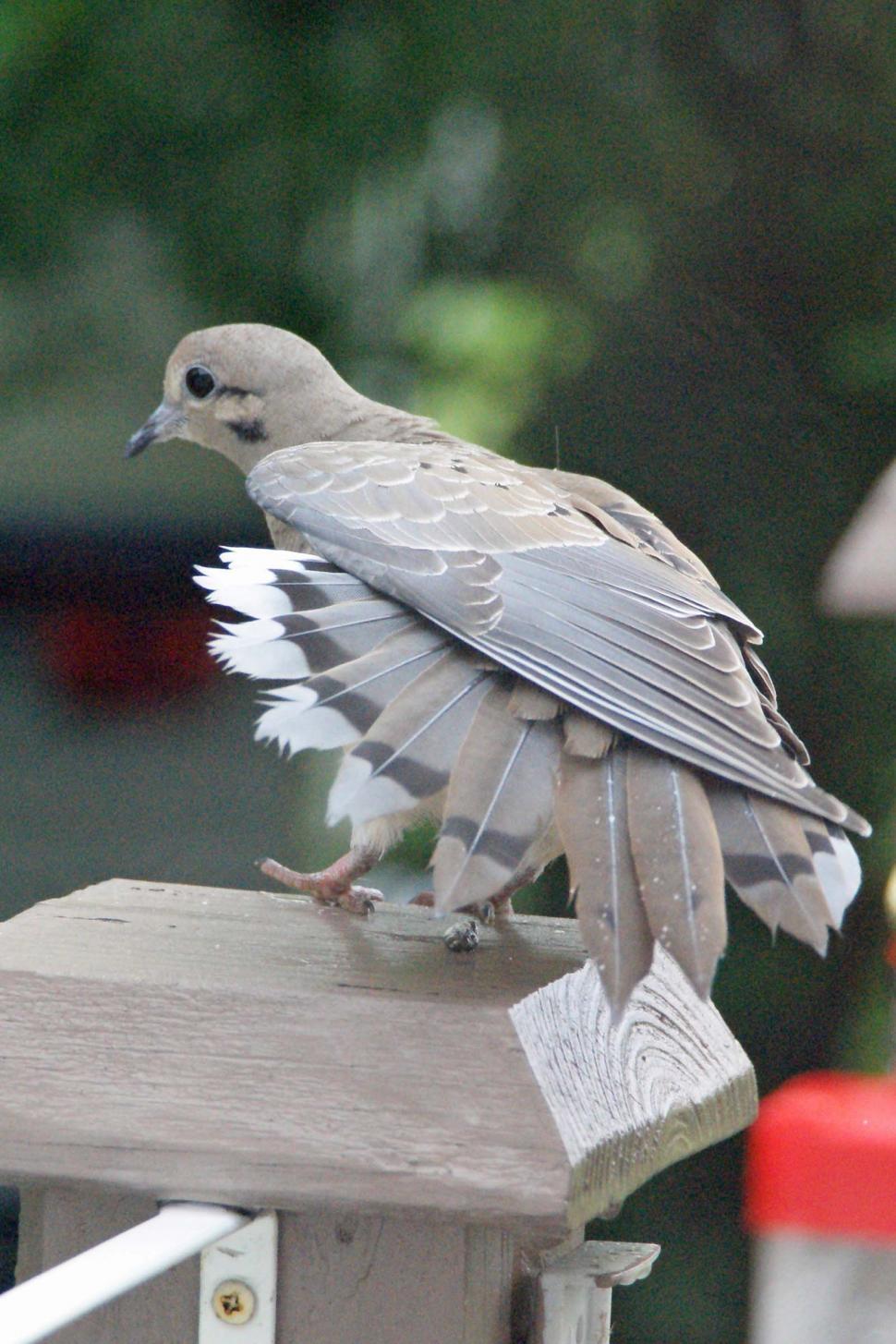 Free Image of DoveAirDry 