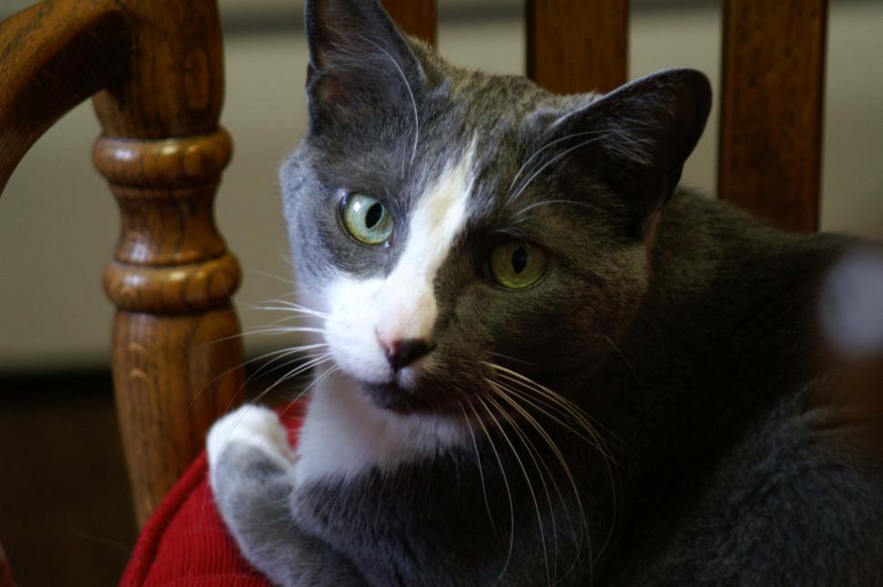 Free Image of CatInChair 