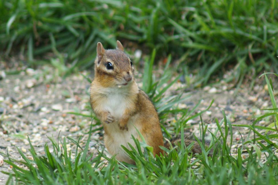 Free Image of ChipAttention 