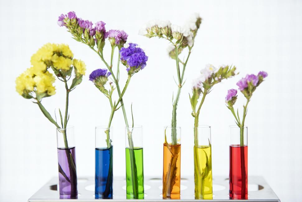 Free Image of Colorful test tube shaped flower vases 