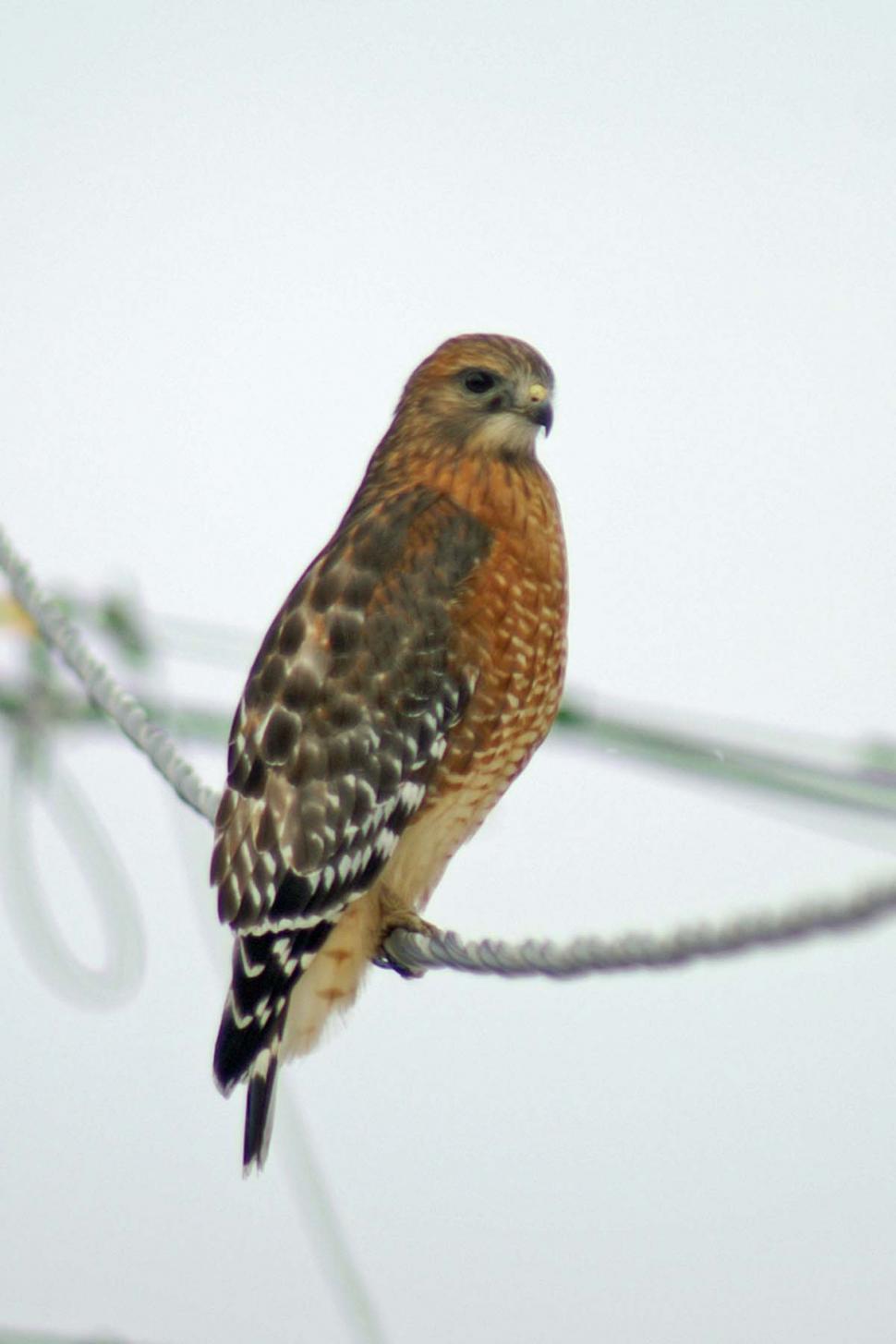 Free Image of HawkOnWire 