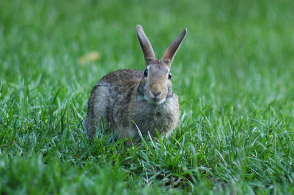Free Image of RabbitAttention 