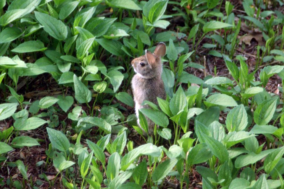 Free Image of Rabbit Baby 