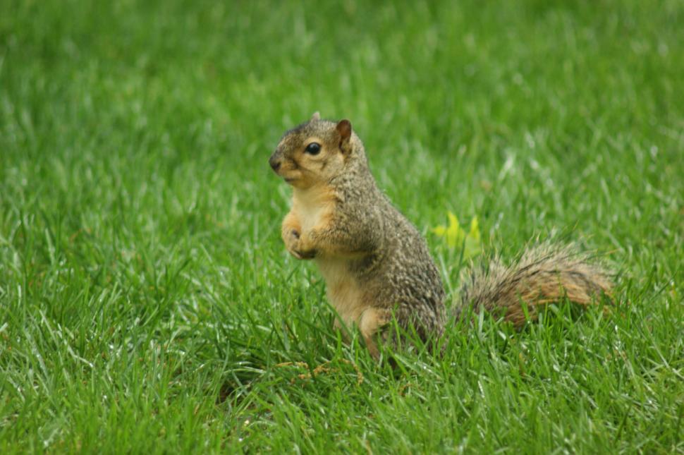 Free Image of SquirrelAgain 