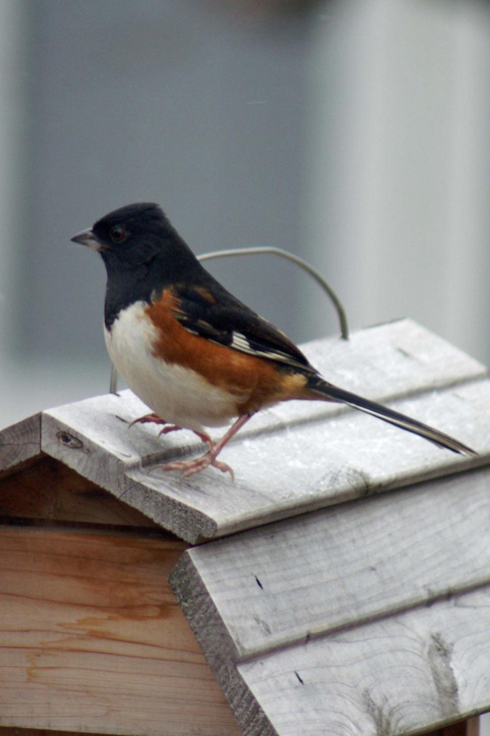 Free Image of Towhee 