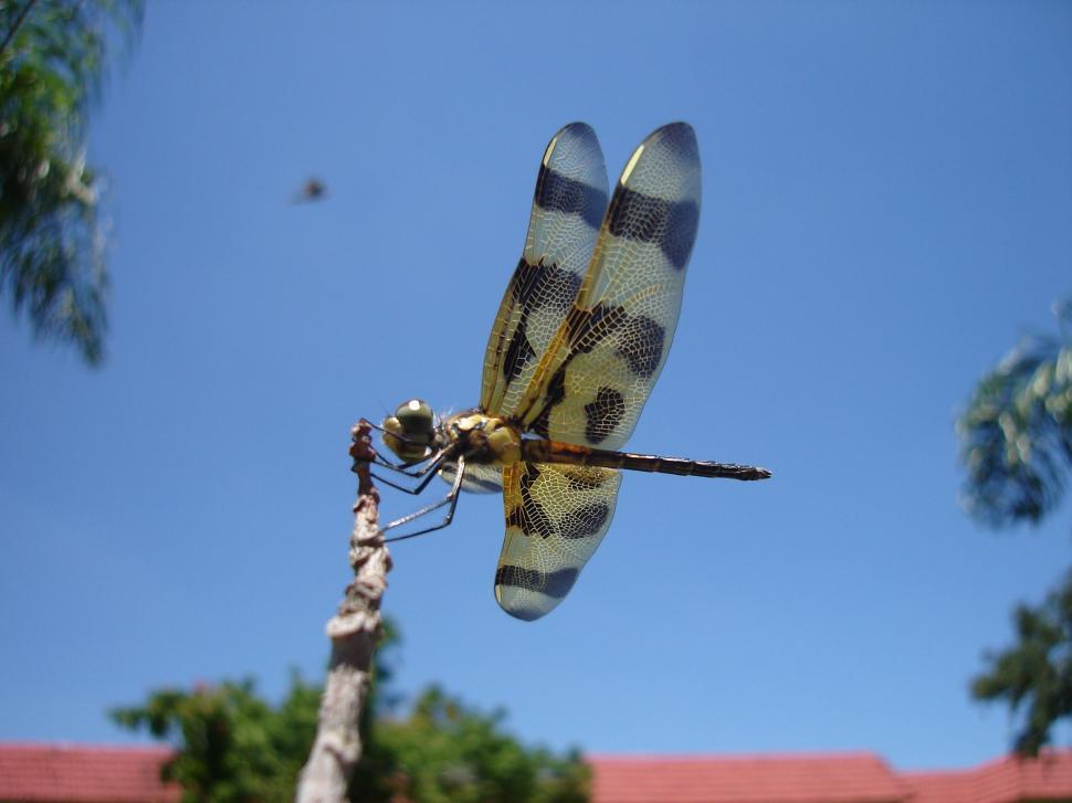Free Image of Dragonfly 
