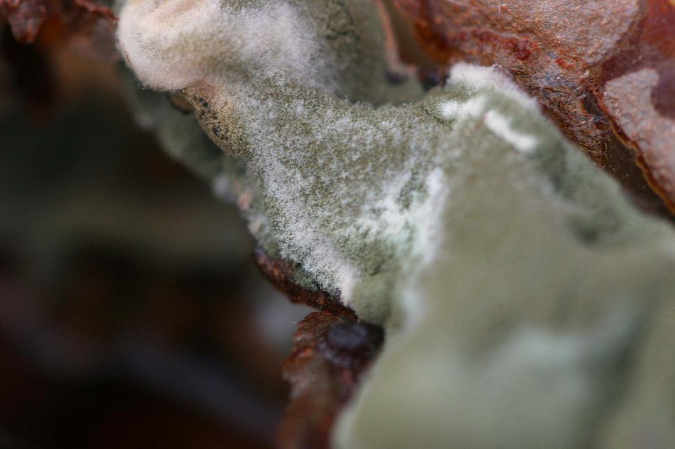 Free Image of Mold 