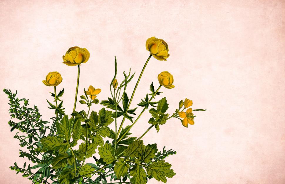 Free Image of Flower background - Yellow Blooms 